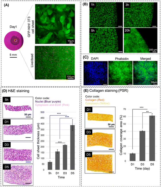 image file: d5lc00678c-f5.tif