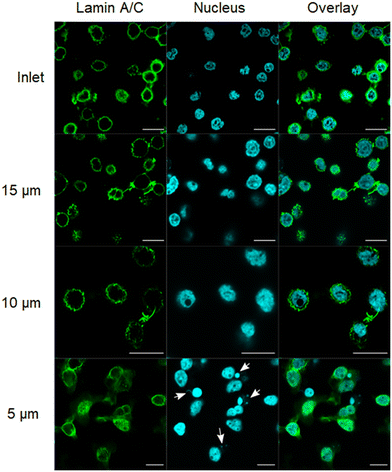 image file: d5lc00833f-f5.tif