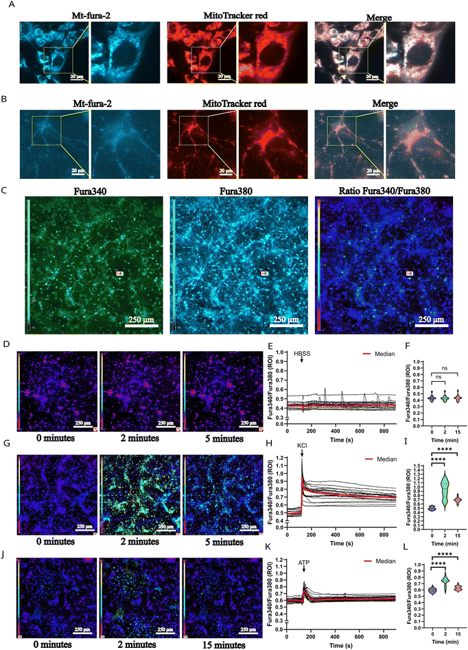 image file: d5lc00834d-f4.tif