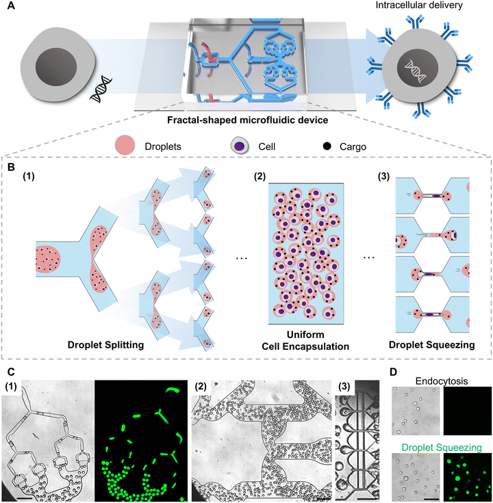 image file: d5lc00865d-f1.tif
