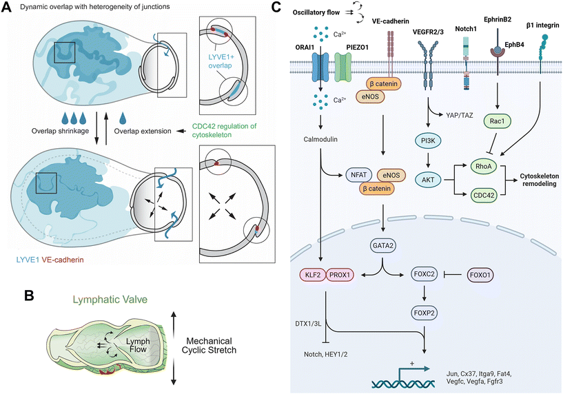 image file: d5lc00875a-f2.tif