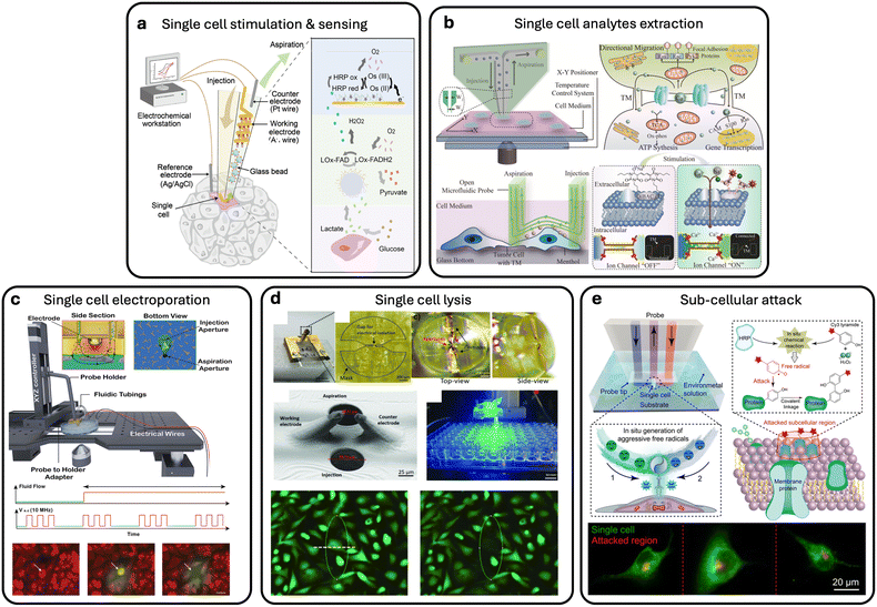 image file: d5lc00879d-f8.tif