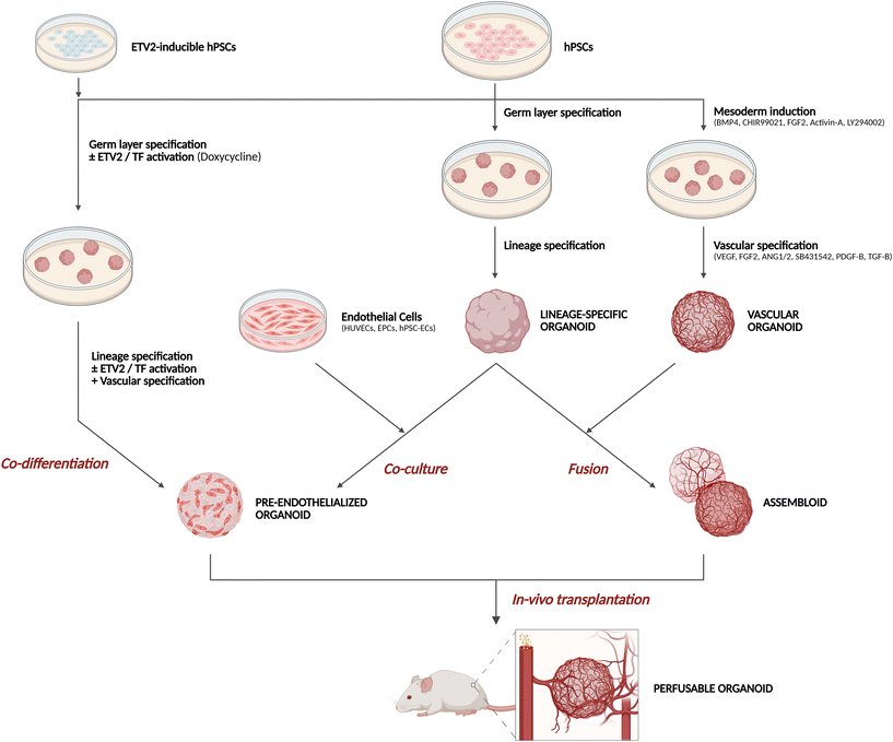 image file: d5lc00890e-f1.tif