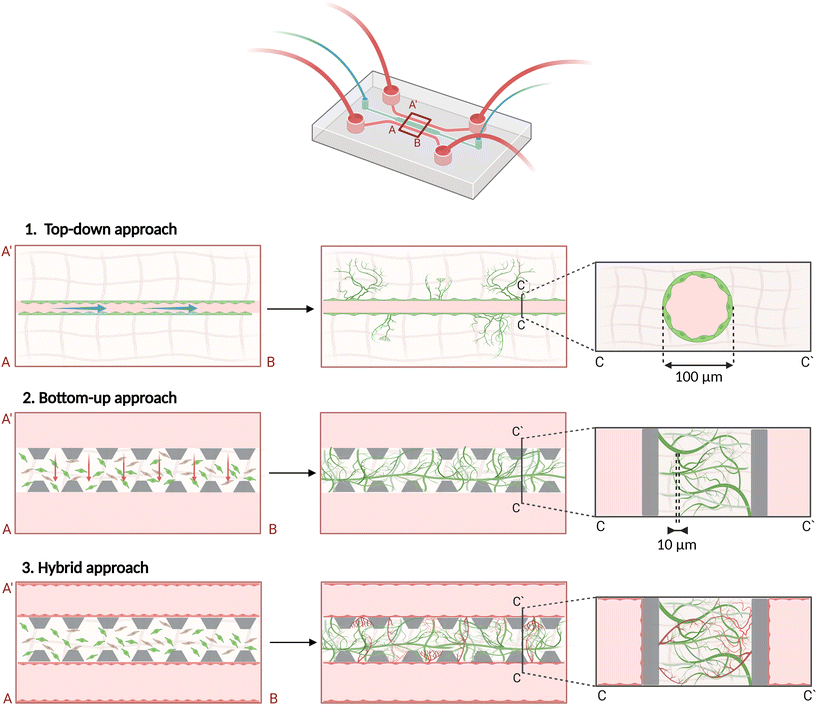 image file: d5lc00890e-f2.tif