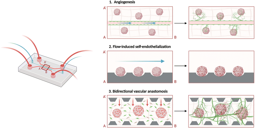 image file: d5lc00890e-f3.tif