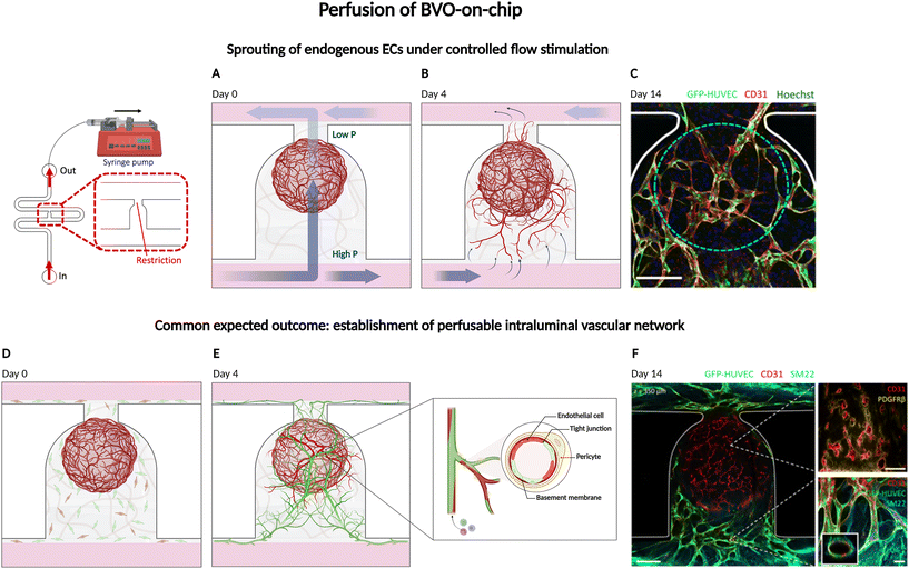 image file: d5lc00890e-f4.tif