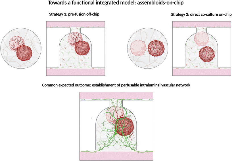 image file: d5lc00890e-f5.tif