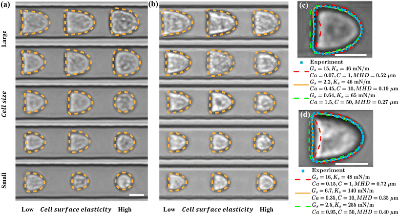 image file: d5lc00909j-f2.tif