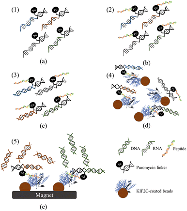 image file: d5lc00914f-f2.tif