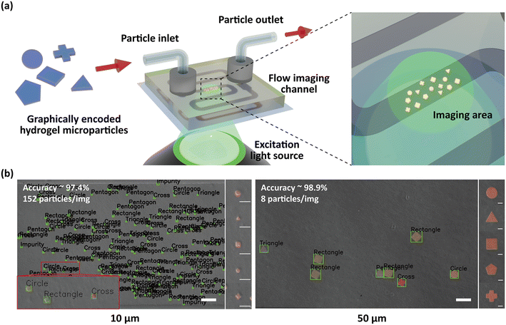 image file: d5lc00928f-f4.tif