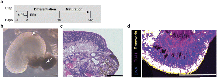 image file: d5lc00939a-f3.tif