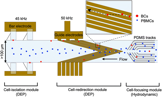 image file: d5lc00945f-f1.tif