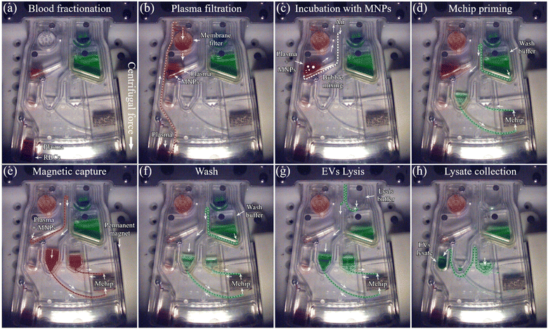 image file: d5lc00977d-f4.tif