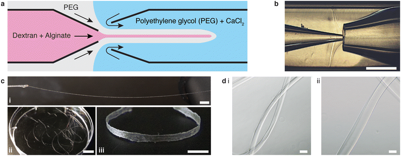 image file: d5lc01007a-f1.tif