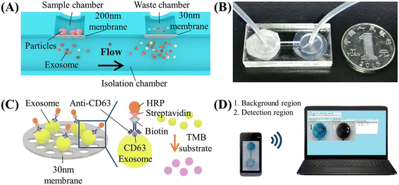 image file: d5lc01014d-f2.tif