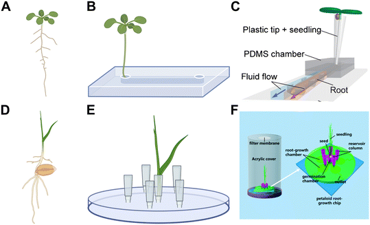 image file: d5lc01036e-f1.tif