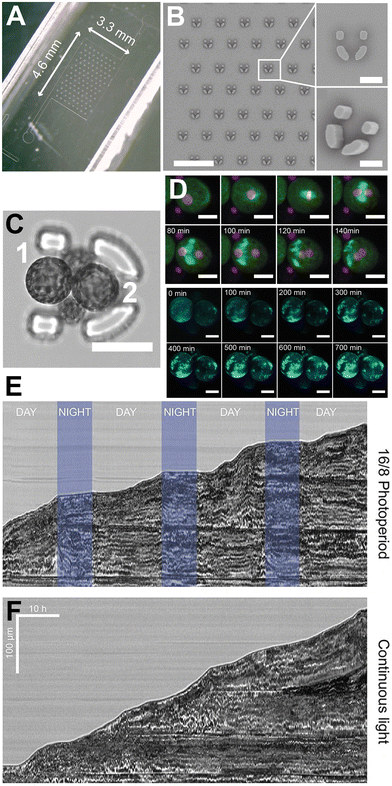 image file: d5lc01036e-f10.tif