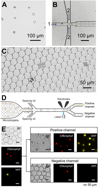 image file: d5lc01036e-f11.tif