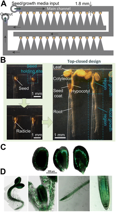 image file: d5lc01036e-f12.tif