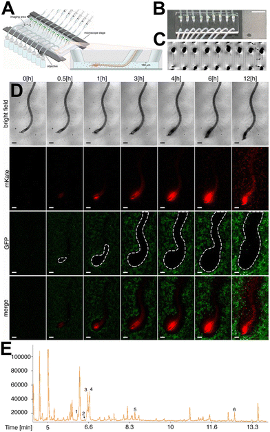 image file: d5lc01036e-f3.tif