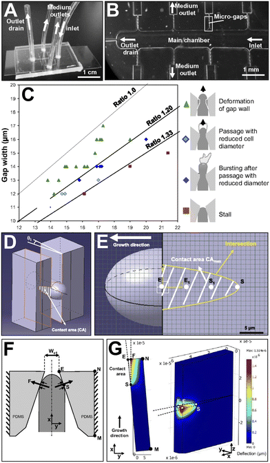 image file: d5lc01036e-f7.tif