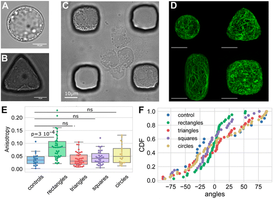 image file: d5lc01036e-f9.tif