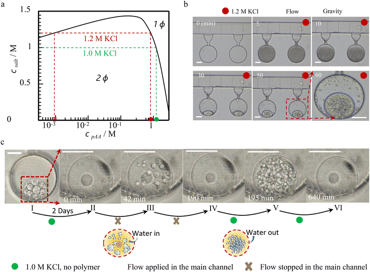 image file: d5lc01055a-f4.tif