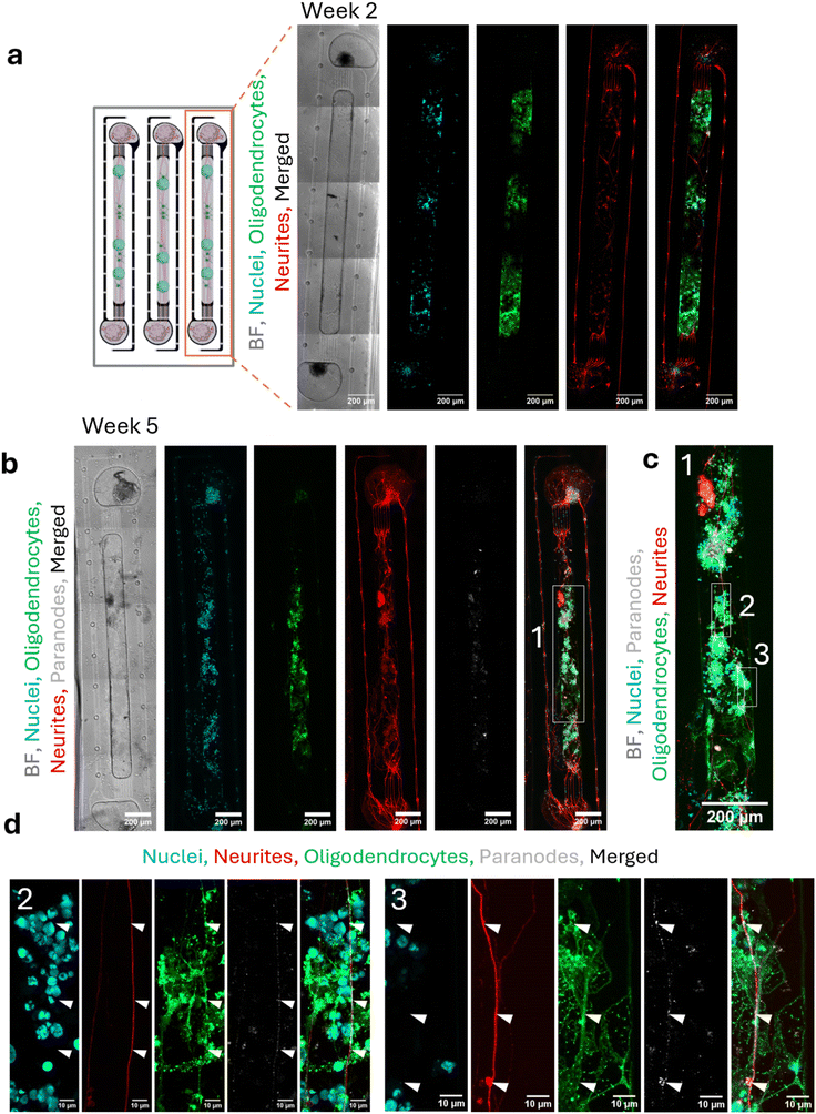 image file: d5lc01062d-f2.tif
