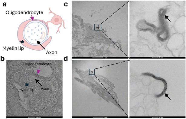 image file: d5lc01062d-f3.tif