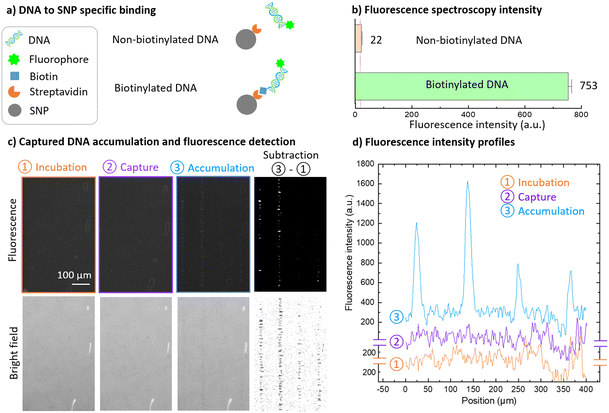 image file: d5lc01072a-f7.tif