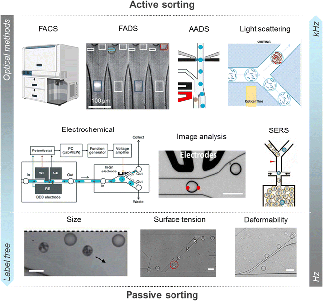 image file: d5lc01115a-f2.tif