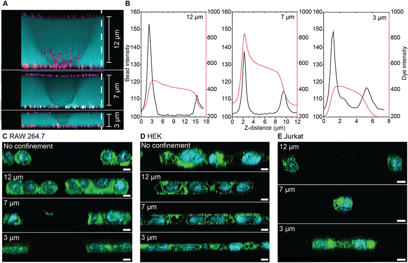 image file: d5lc01146a-f2.tif