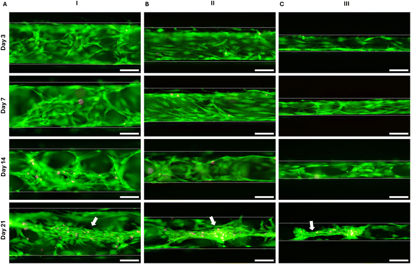image file: d5lc01167a-f4.tif