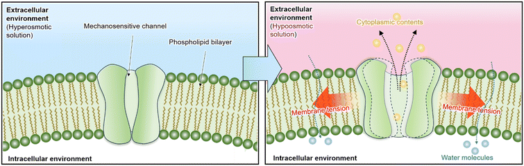 image file: d6lc00004e-f1.tif