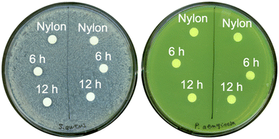 image file: d5lf00048c-f3.tif