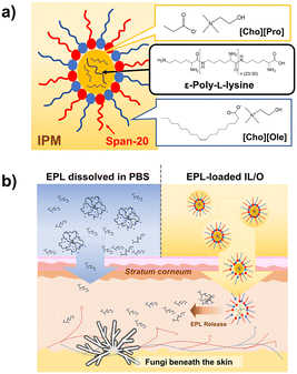 image file: d5lf00298b-f1.tif