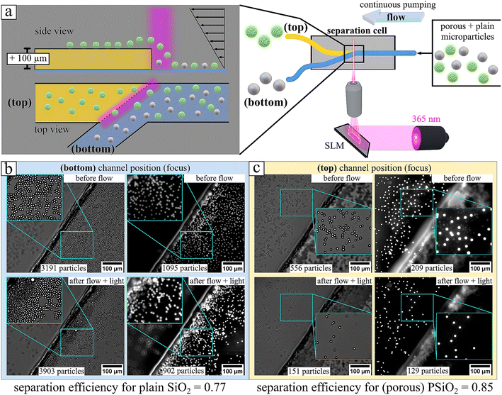 image file: d5lf00341e-f6.tif