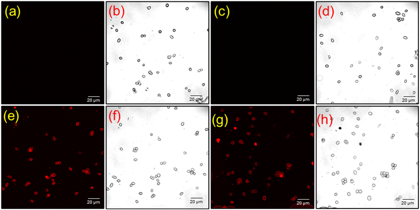 image file: d5lf00380f-f17.tif