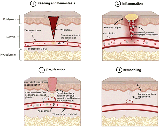 image file: d5lp00092k-f2.tif