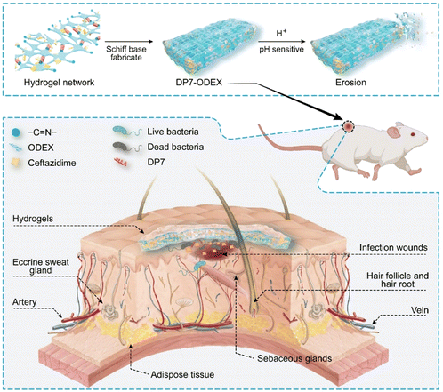 image file: d5lp00092k-f5.tif
