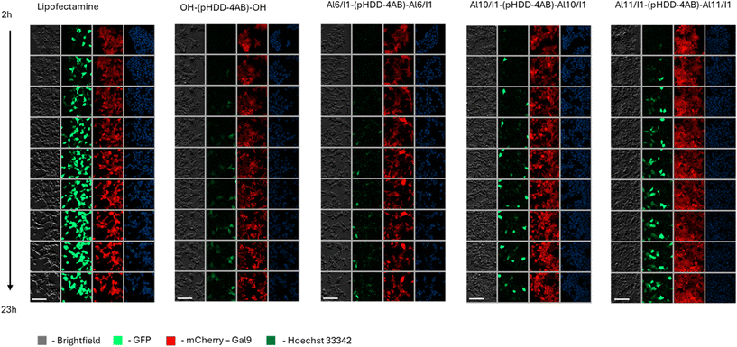 image file: d5lp00251f-f7.tif