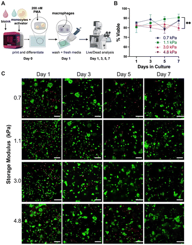 image file: d5lp00285k-f1.tif