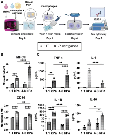 image file: d5lp00285k-f5.tif