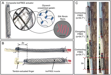 image file: d5lp00370a-f1.tif