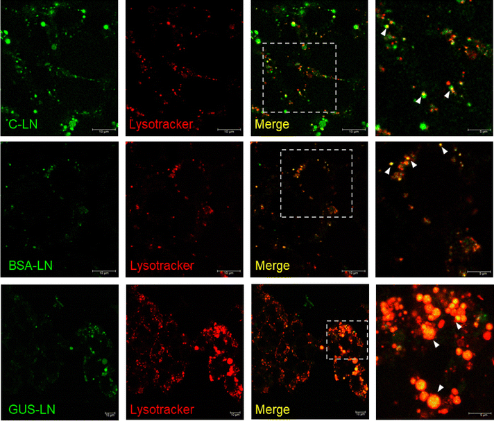 image file: d5ma00526d-f5.tif