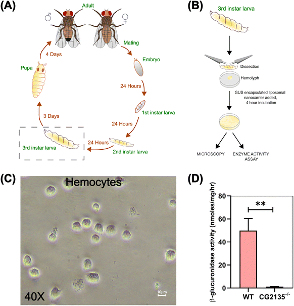image file: d5ma00526d-f6.tif