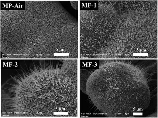 image file: d5ma00591d-f8.tif