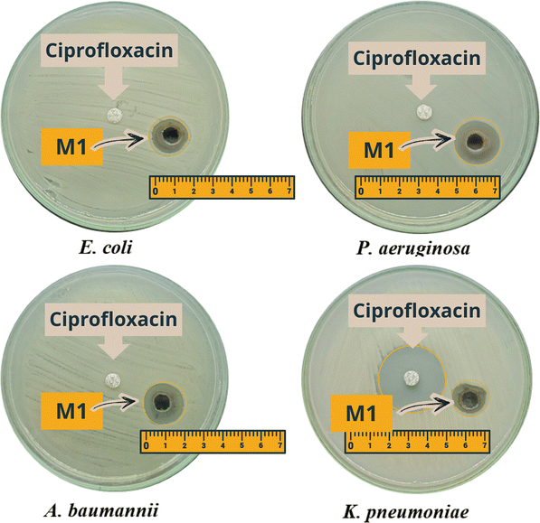image file: d5ma00802f-f7.tif