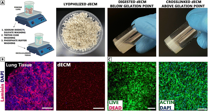 image file: d5ma00860c-f1.tif