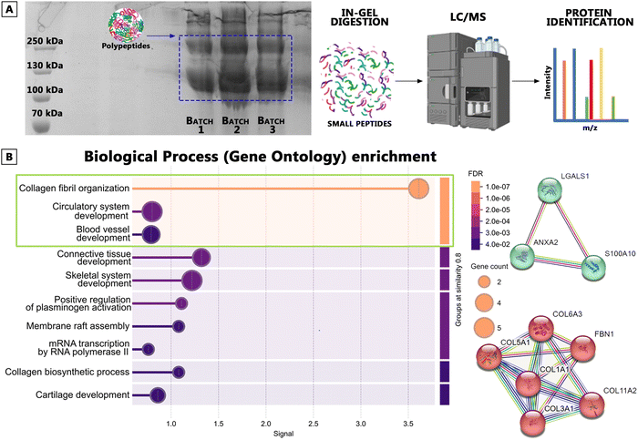 image file: d5ma00860c-f2.tif